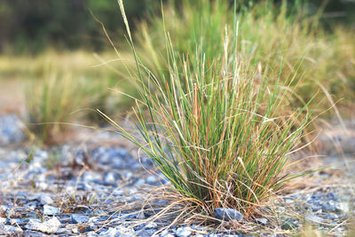 Close-up of dry grass on field