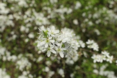 Close-up of flowers against blurred background