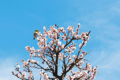 Low angle view of cherry blossoms against sky