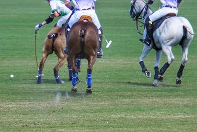 Polo match