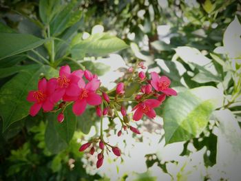 Close-up of pink flowers blooming outdoors