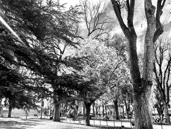 Bare trees in park against sky