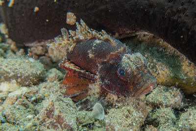 Close-up of fish underwater