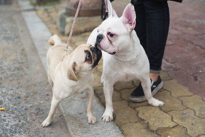 Close-up of two dogs outdoors