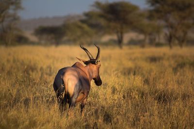 Red hartebeest 