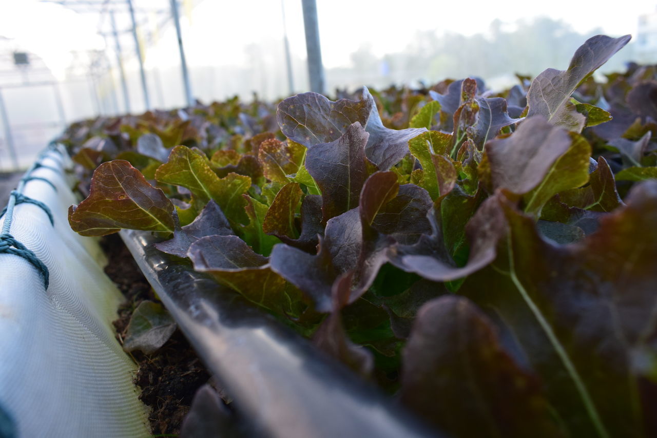 CLOSE-UP OF GREEN LEAVES ON FIELD