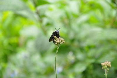 Close-up of butterfly on flower