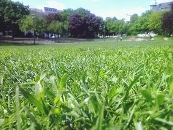 Trees on grassy field