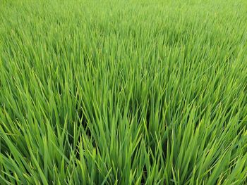 Full frame shot of corn field