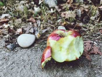 Close-up of fruit in plate