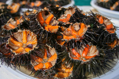 Sea urchins with orange eggs for sushi, close up