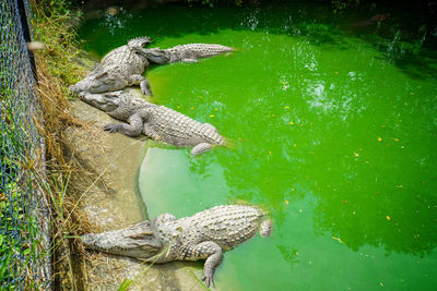 High angle view of duck in lake