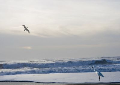 Bird flying over snow covered landscape