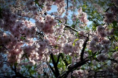 Low angle view of cherry blossom tree