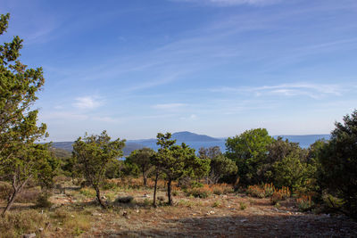 Trees growing on field against sky