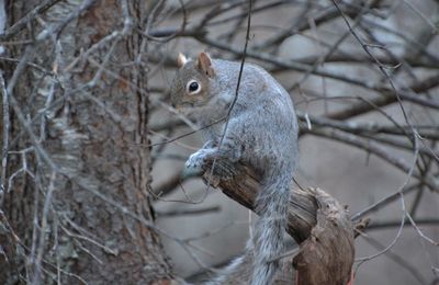 Close-up of squirrel on tree trunk