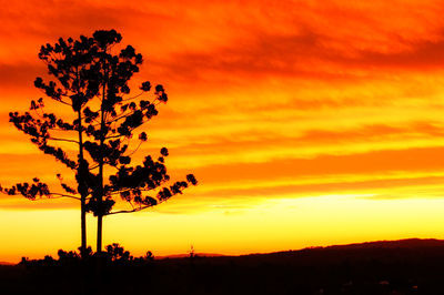 Silhouette tree against dramatic sky during sunset