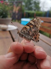 Close-up of butterfly on hand