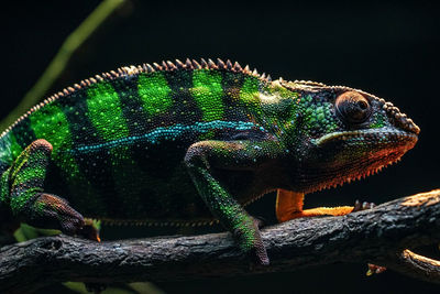 Close-up of lizard