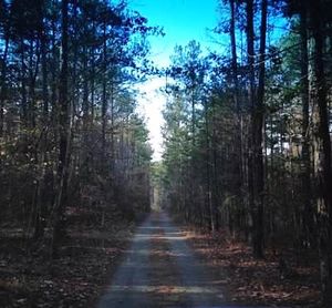 Road passing through forest