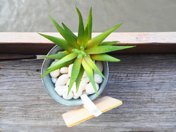 High angle view of potted plant on wood