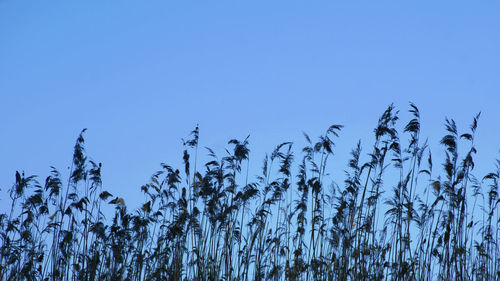 Plants growing on field against clear blue sky