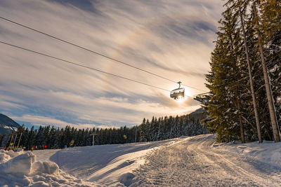 Pine trees on snow covered land against sky