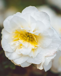 Close-up of white rose flower