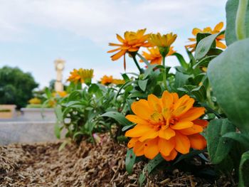 Close-up of yellow flowers blooming in field