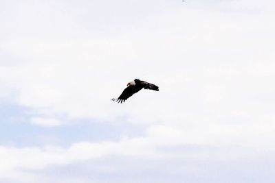 Low angle view of eagle flying against sky