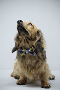 Portrait of dog against white background