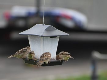 Close-up of bird feeder