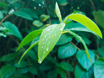 Close-up of wet plant leaves during rainy season