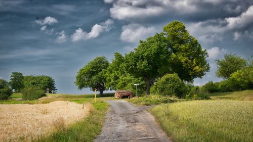 Trees on field against sky