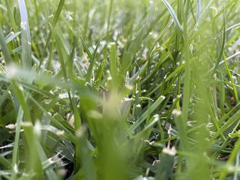 Close-up of grass growing in field