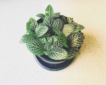 High angle view of leaf on table