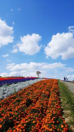 Scenic view of flowers on landscape against sky