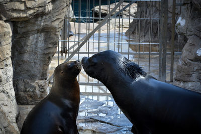 Seal with pup in zoo against gate