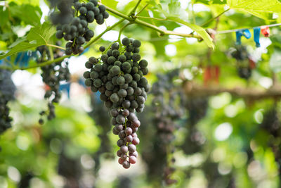 Close-up of grapes growing in vineyard