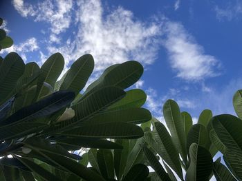 Low angle view of succulent plant against sky
