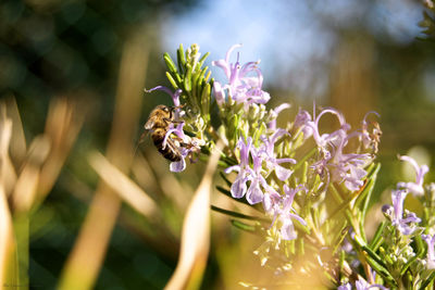 Close-up of bee on flower