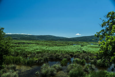 Scenic view of field against clear blue sky