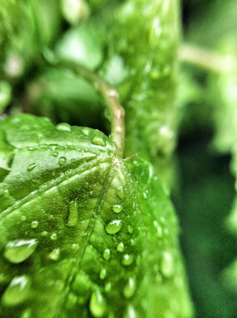 drop, water, wet, leaf, green color, close-up, dew, growth, nature, selective focus, freshness, focus on foreground, leaf vein, raindrop, plant, beauty in nature, fragility, water drop, rain, droplet