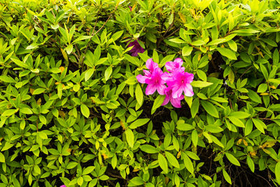 High angle view of pink flowering plant