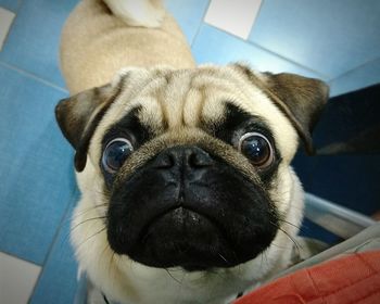 Close-up portrait of pug