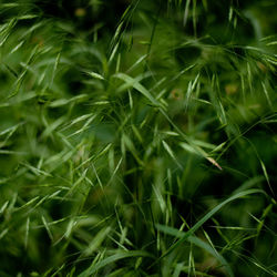 Forest grasses 035 full frame shot of fresh green plants