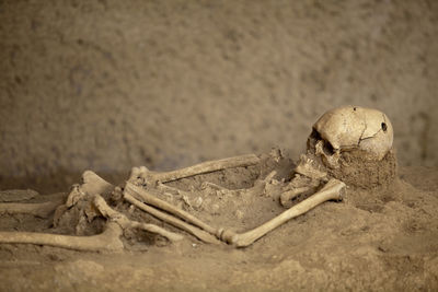 Close-up of skeleton on dirt