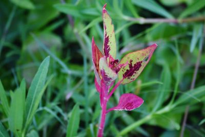 Close-up of pink flower