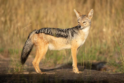 Full length of jackal standing on land