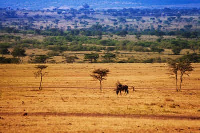 View of horses on landscape